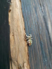 Paraphidippus aurantius