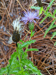 Cirsium repandum