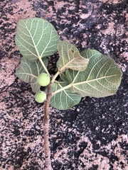 Ficus tettensis