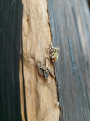 Paraphidippus aurantius