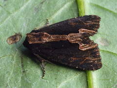 Dypterygia scabriuscula