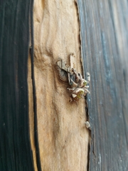Paraphidippus aurantius
