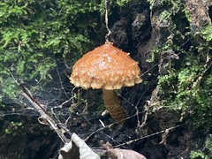 Hemistropharia