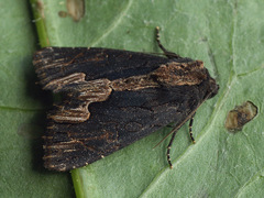 Dypterygia scabriuscula