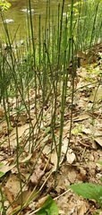 Equisetum hyemale