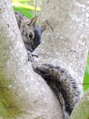 Sciurus colliaei