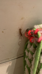 Scutigera coleoptrata