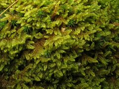 Hypnum cupressiforme lacunosum