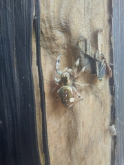 Paraphidippus aurantius