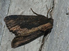 Dypterygia scabriuscula