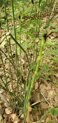 Equisetum hyemale