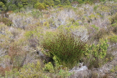 Hypodiscus aristatus