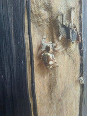 Paraphidippus aurantius