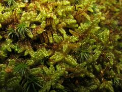 Hypnum cupressiforme lacunosum