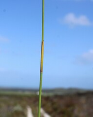 Hypodiscus aristatus