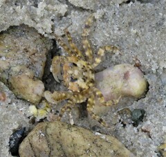 Hemigrapsus sanguineus