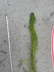 Utricularia macrorhiza