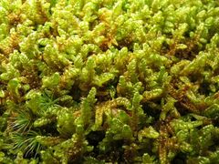 Hypnum cupressiforme lacunosum