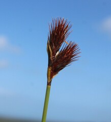 Hypodiscus aristatus