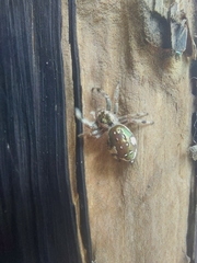 Paraphidippus aurantius