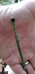 Equisetum hyemale