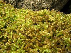 Hypnum cupressiforme lacunosum