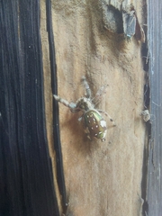 Paraphidippus aurantius