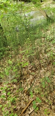 Equisetum hyemale