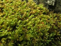 Hypnum cupressiforme lacunosum