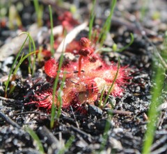 Drosera trinervia