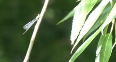 Chalcolestes viridis