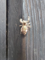 Paraphidippus aurantius