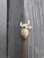 Paraphidippus aurantius