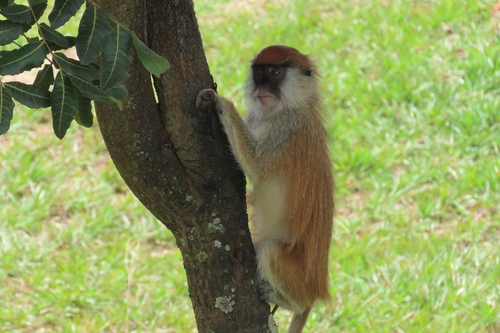 Eastern Patas Monkey