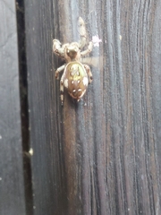 Paraphidippus aurantius