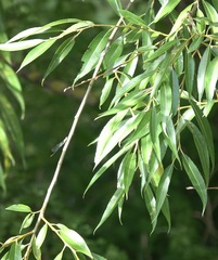 Chalcolestes viridis