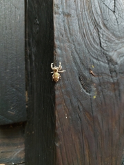 Paraphidippus aurantius