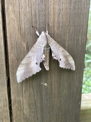 Smerinthinae