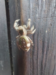 Paraphidippus aurantius