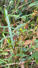 Chamaecrista nictitans