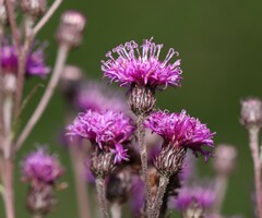 Vernonia noveboracensis