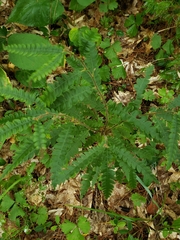 Comptonia peregrina