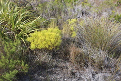 Leucadendron salignum