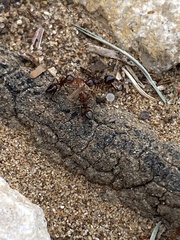 Crematogaster