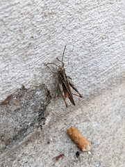 Chorthippus biguttulus