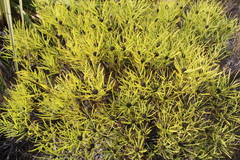 Leucadendron salignum