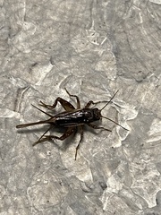 Gryllidae