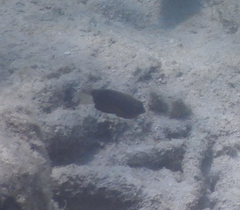 Pomacentrus bankanensis