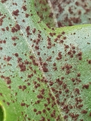 Puccinia hieracii
