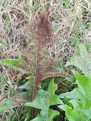 Puccinia hieracii